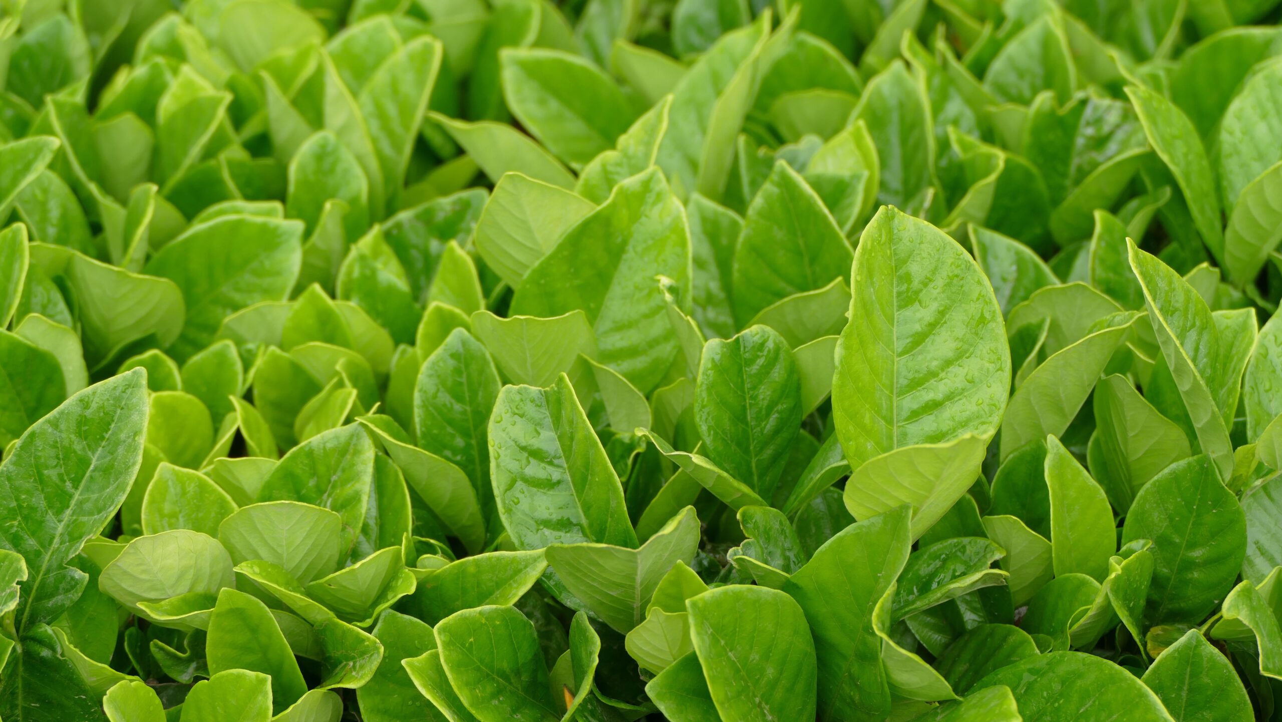 Feuilles de thé cultivées en Pays Bigouden — Les Thés de Célestine