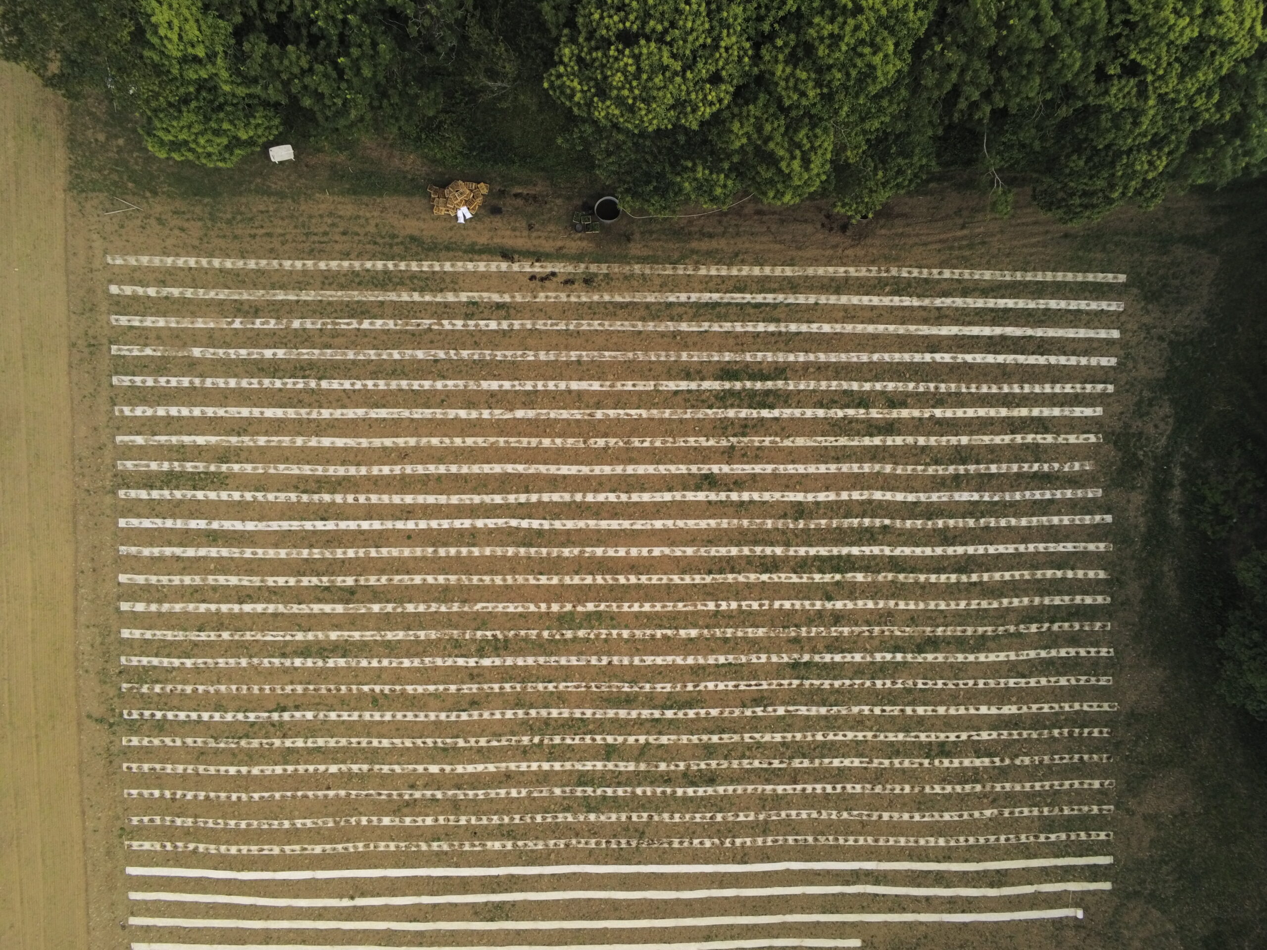Vue aérienne de la plantation de thé Ty Pois — Plonéour-Lanvern