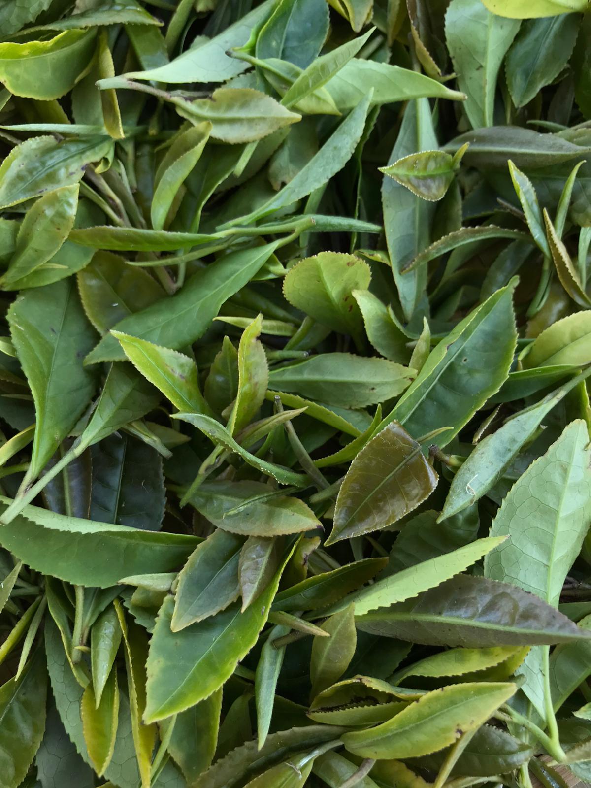 Cueillette des feuilles de thé — Les Thés de Célestine